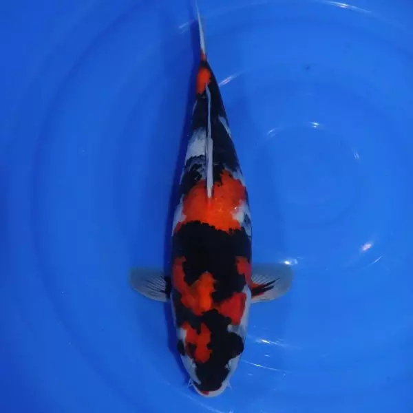 Carpe Koi japonaise Showa 40cm