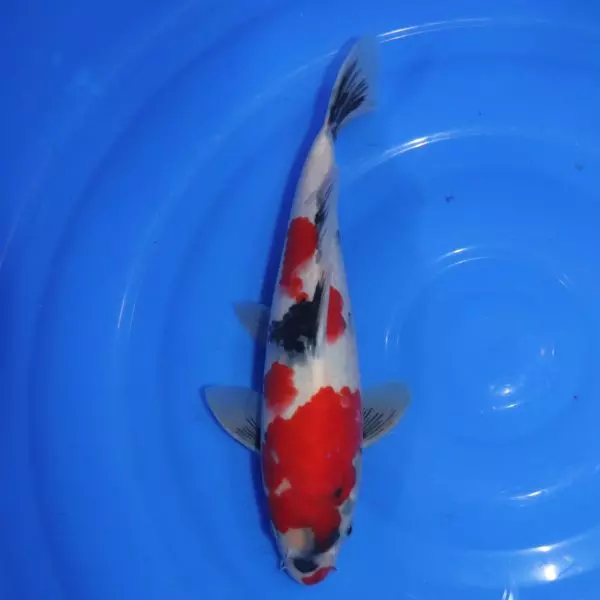 Carpe Koi japonaise Showa 32cm