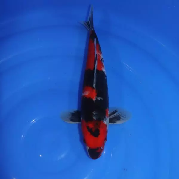 Carpe Koi japonaise Showa 33cm