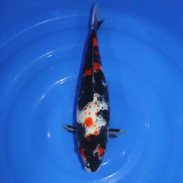 Carpe Koi japonaise Showa 40cm