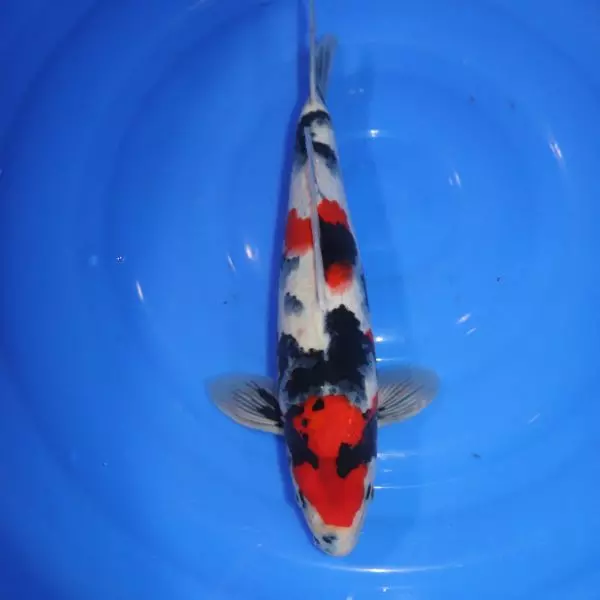 Carpe Koi japonaise Showa 37cm