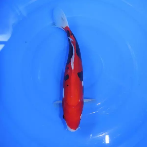 Carpe Koi japonaise Sanke doitsu ginrin 29cm