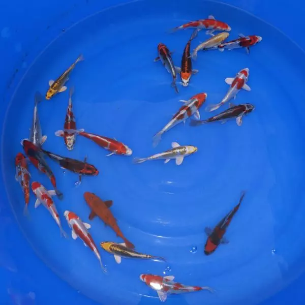 Carpe Koi Tosai MIX 14-17cm