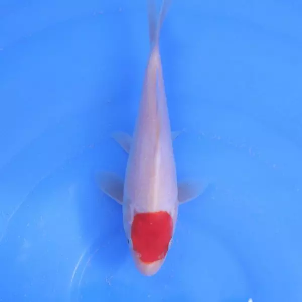 Carpe Koi japonaise Tancho 16cm