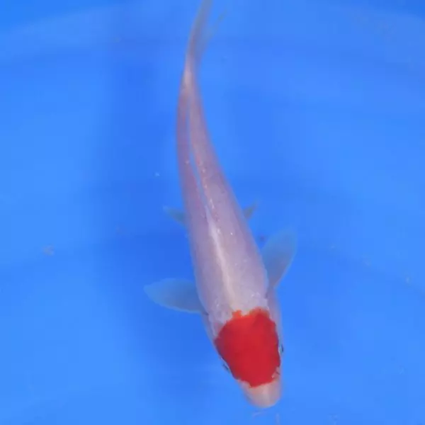 Carpe Koi japonaise Tancho 16cm